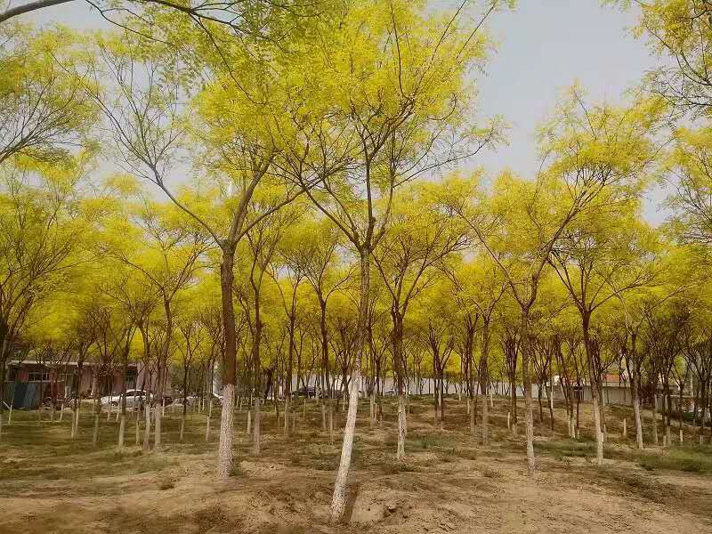 天街小雨润如酥，草色遥看近却无。最是一年春好处，绝胜烟柳满皇都。