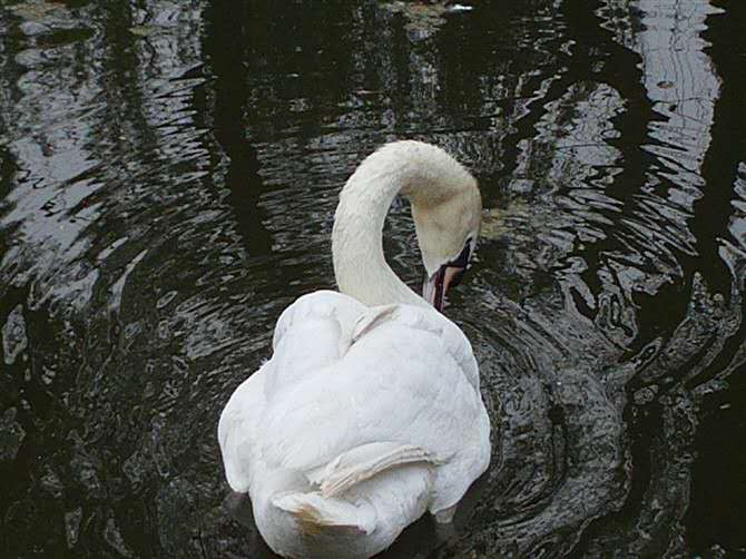 轻拨红掌洗白云，似镜平湖幻若真