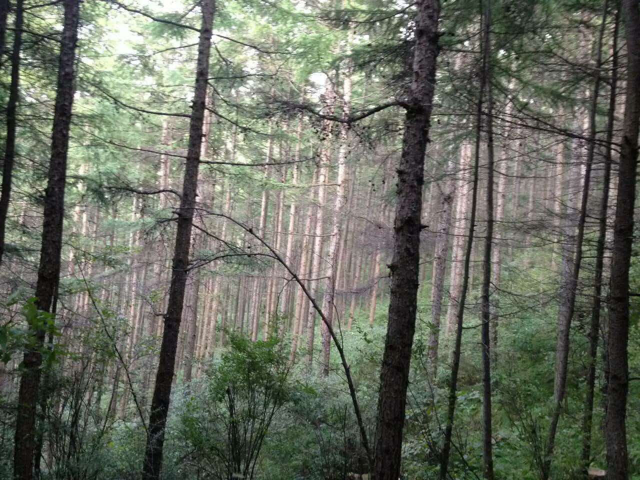 一个神奇的天然氧吧，静谧，清新