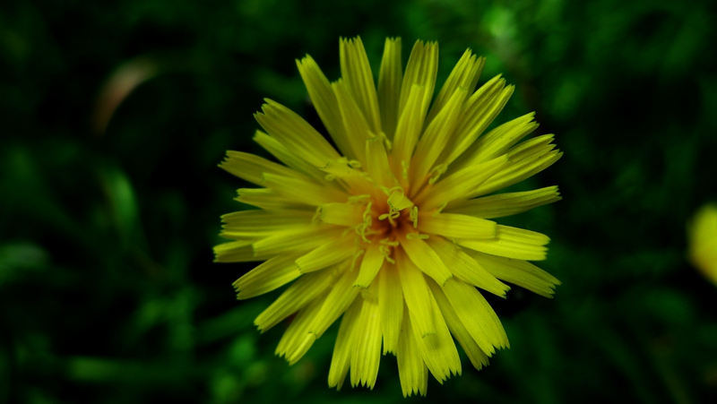 小花