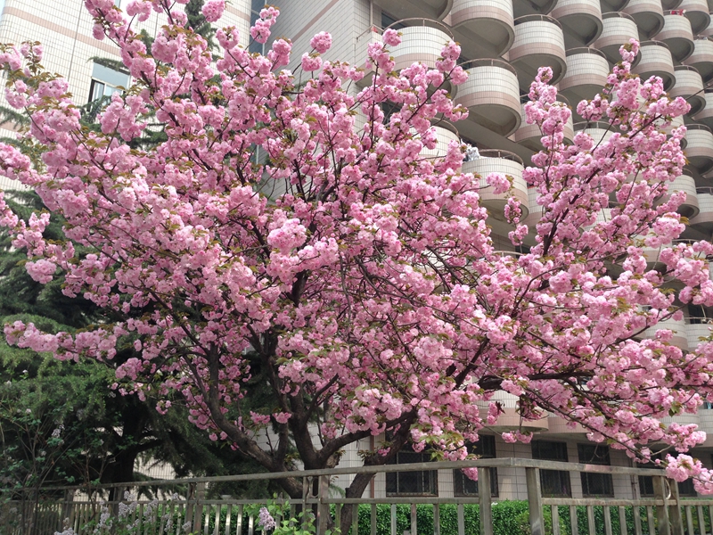 樱花绽放