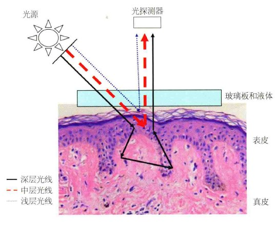 非偏振光模式下皮肤镜原理示意图